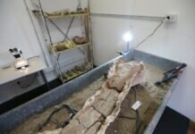 Neuquén inaugura un laboratorio para investigación arqueológica y paleontológica